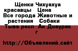 Щенки Чихуахуа красавцы › Цена ­ 9 000 - Все города Животные и растения » Собаки   . Тыва респ.,Ак-Довурак г.